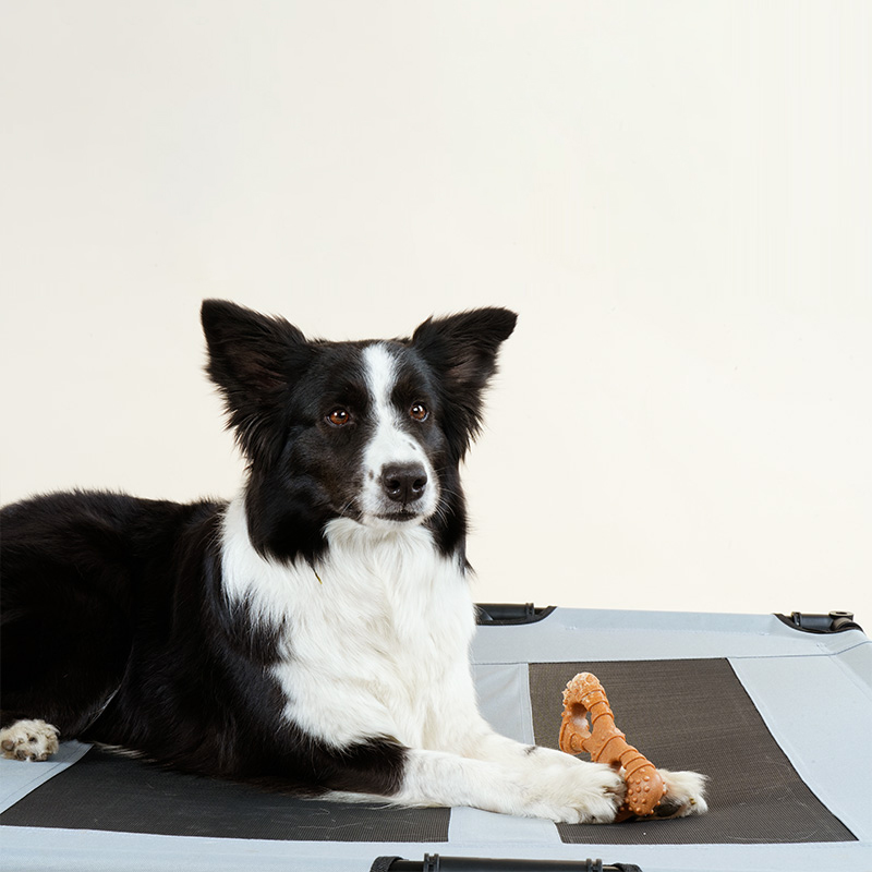 宠物磨牙玩具-型号1